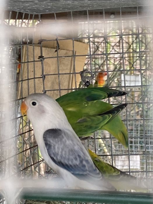 Agaporni fisher opalino cinza euwing