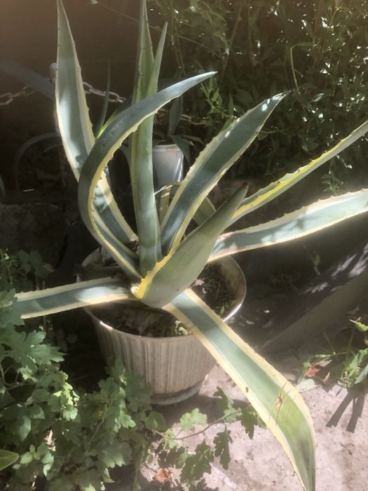 Агава американська