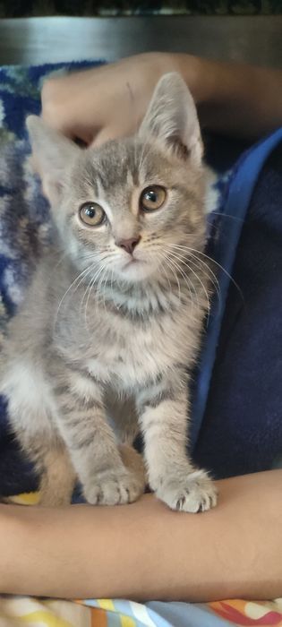 Котята, кошенята 3,5  місяці