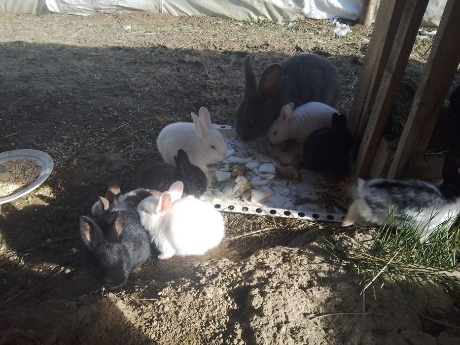 Продам молодих кроликів