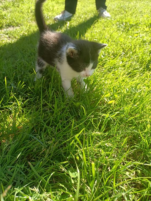 Oddam kotki w dobre ręce