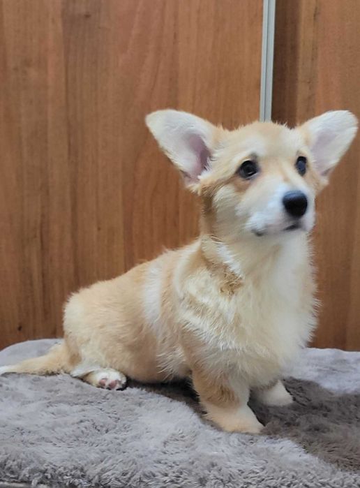 Вельш коргi  3 мiсяцi дiвчинка з довгим хвостиком .КСУ.