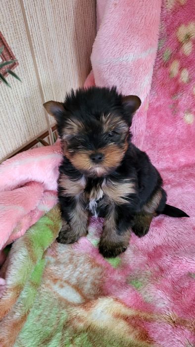 Детки йорк мини  .