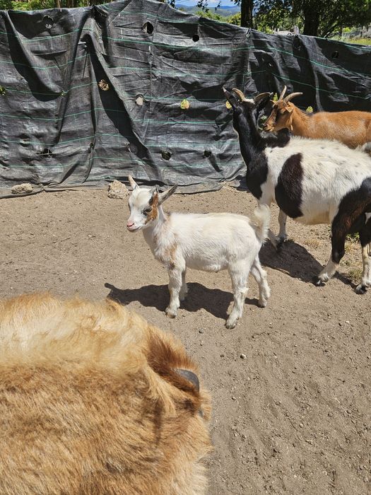 Cabrito macho anão para venda