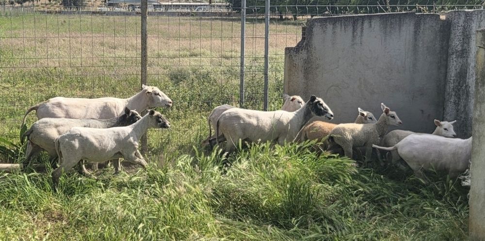 10 Ovelhas Inra 401