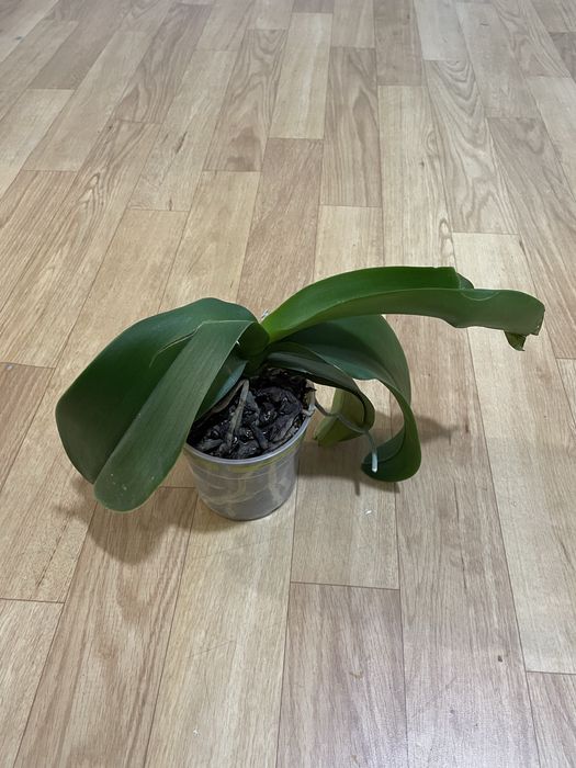 Орхідея біла  Phalaenopsis