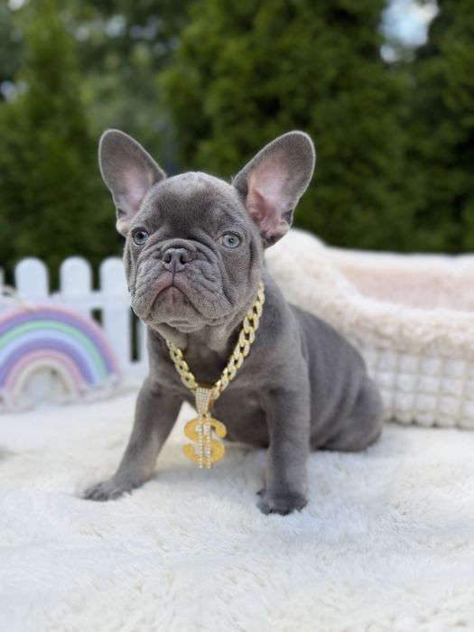 Buldog francuski piesek lilac tan