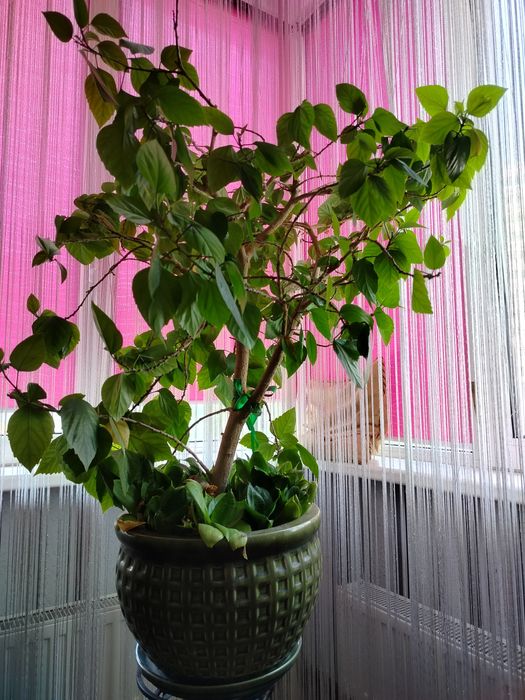 Гибіскус кімнатний.