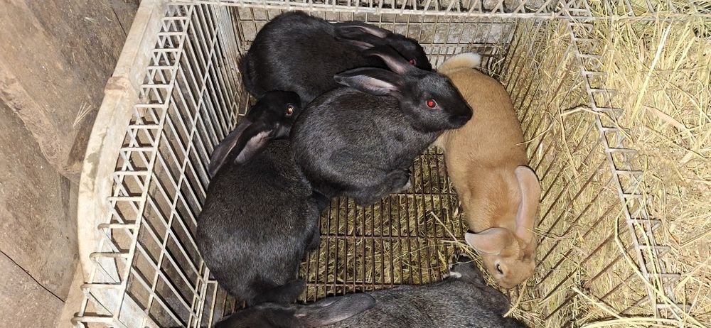 Coelhos para venda