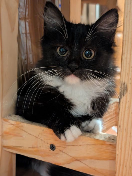 Віддамо в добрі руки кішечку