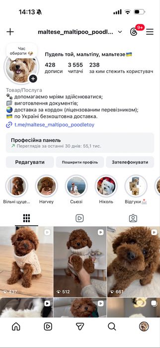 Poodle red brown