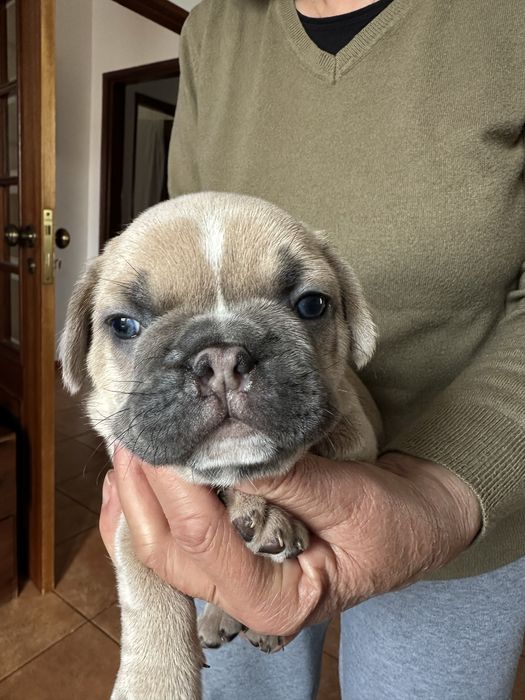 Buldogue Francês macho