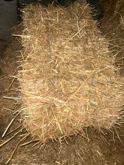 Fardos de Palha (azevém alemão ) produzido em portugal