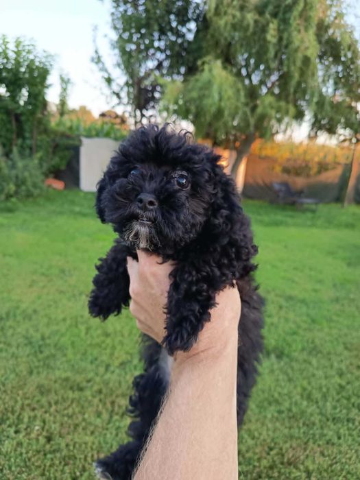 Maltipoo, cavapoo, mix, hybryda, piękna, mądra i wesoła suczka
