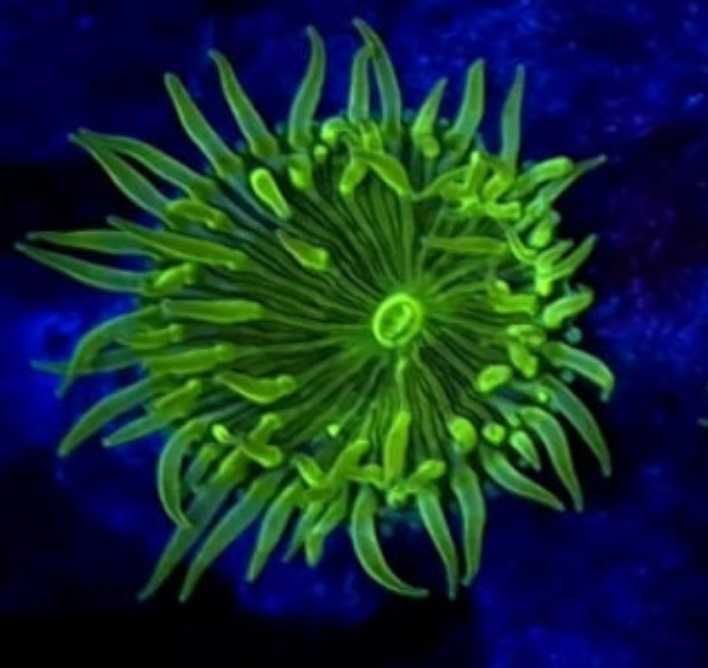 Green Implosion Palythoa Zielona Eksplozja  FLUOLAMPS.PL WYSYŁKI