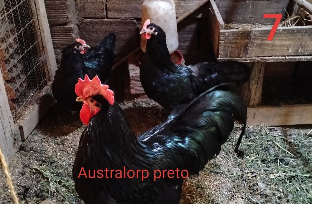 Aves de raça pura.