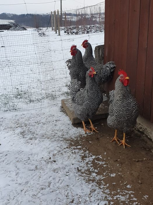 Kogury Amrock jaja lęgowe