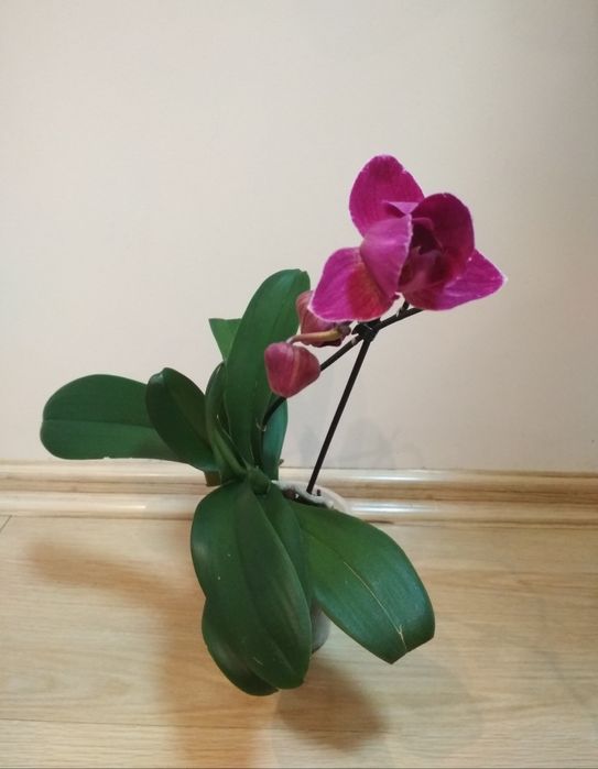 Орхидея фаленопсис, пелор Стелленбош