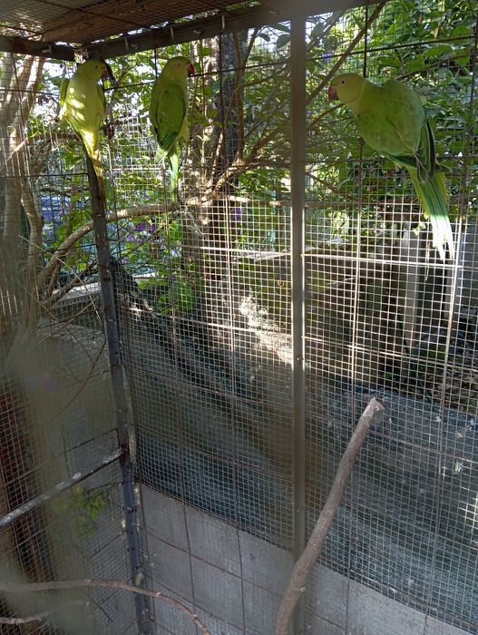 Ring neck verde fêmeas sexados