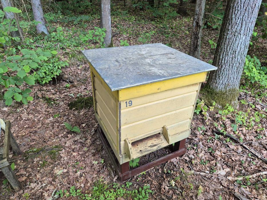 Ule Pszczoły Rodziny z ulami Dadant