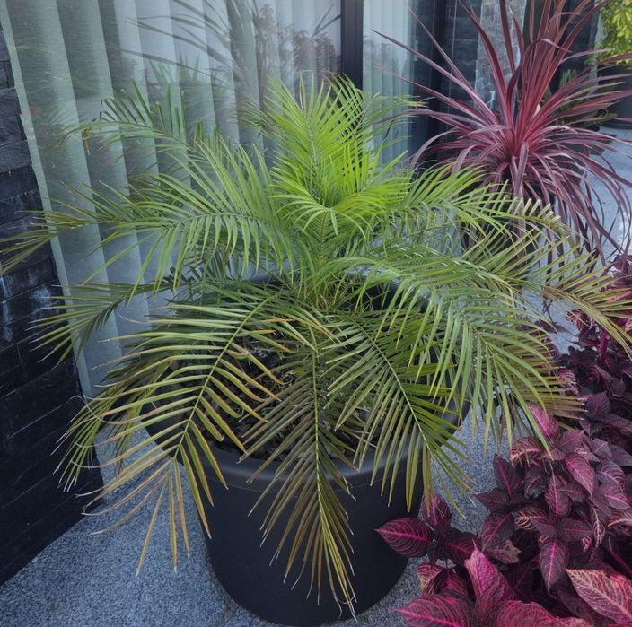 Palmeira Fénix-Anã (Phoenix roebelenii) + Vaso Moderno Preto 250 L | Grande Porte | Terraço/Jardim