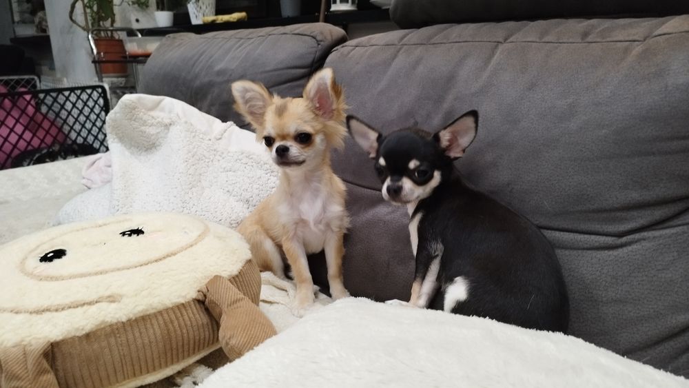 Chihuahua (FCI) malutki chłopczyk