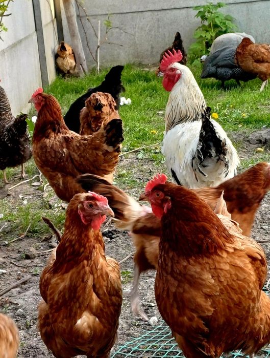 Sprzedam jajka wiejskie