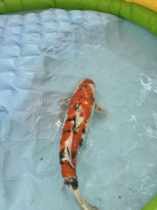 Carpa loi sanke 65/70cm