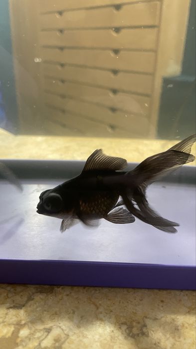 Peixes variados - Goldfish