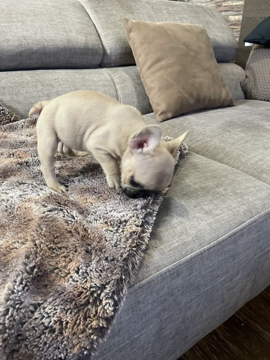 Bulldogue frances
