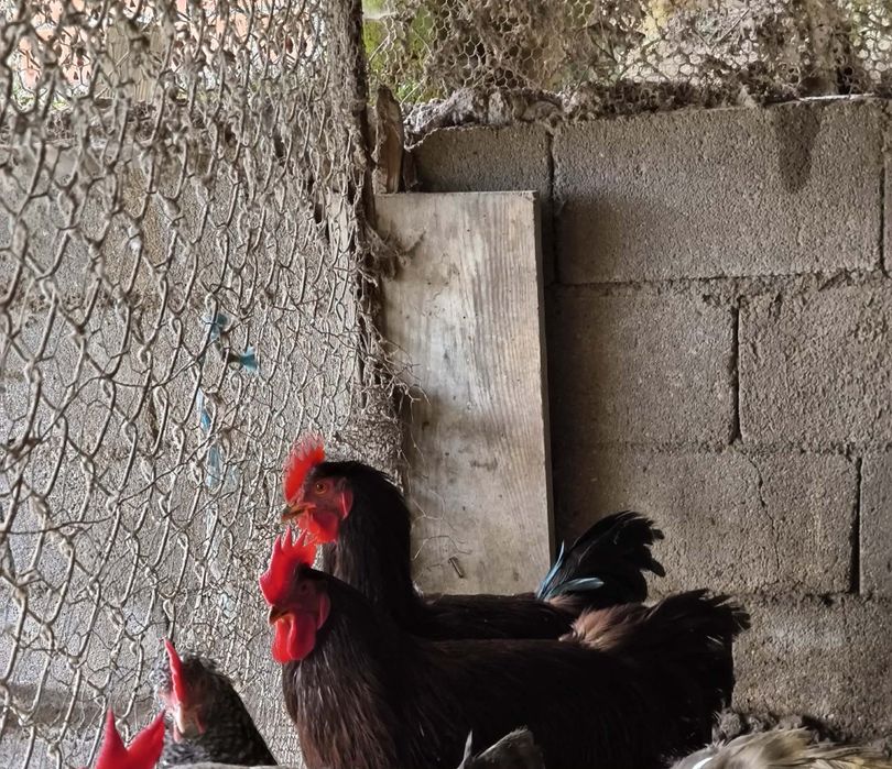 Galos rhode island red