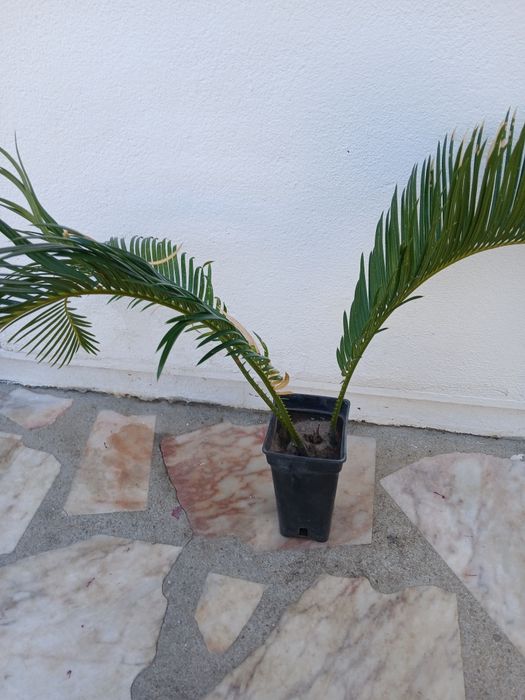 Palmeira Sagu(Cycas revoluta)