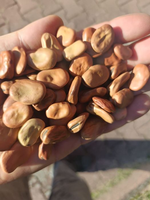 Bób odmiana Aguadulce Supersimonia