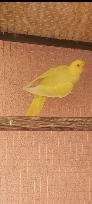 Ringneck Macho Verde Pálido Azul/Canela 2025