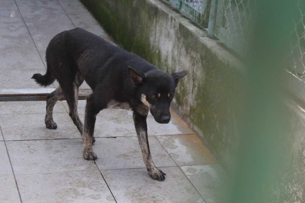 031463 Misza do adopcji