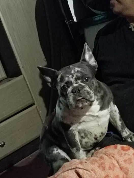 Французский бульдог для вязки