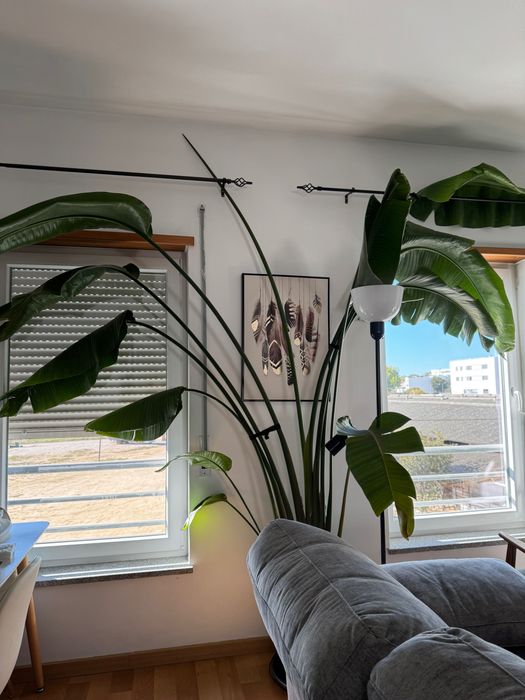 Strelitzia Nicolai Gigante (com mais de 2 metros) - Recolha em Évora