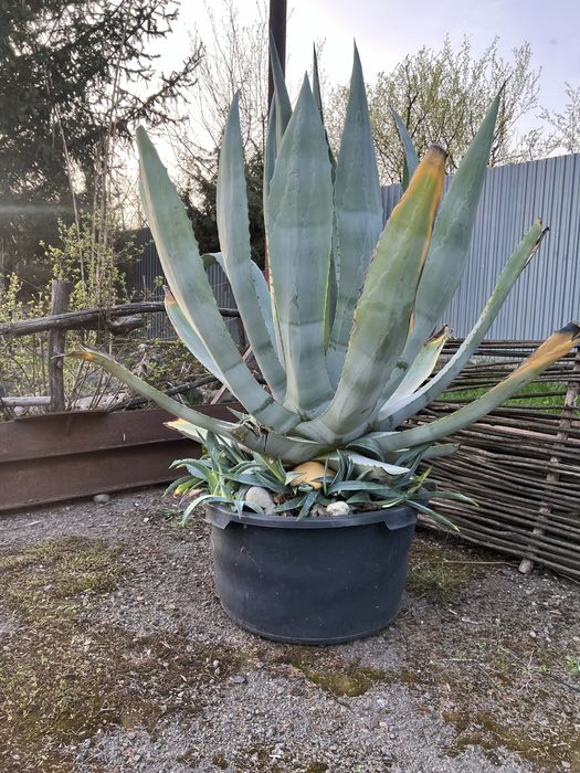 Квітка агава прикрасить ваш бізнес , подвіря , кімнату.