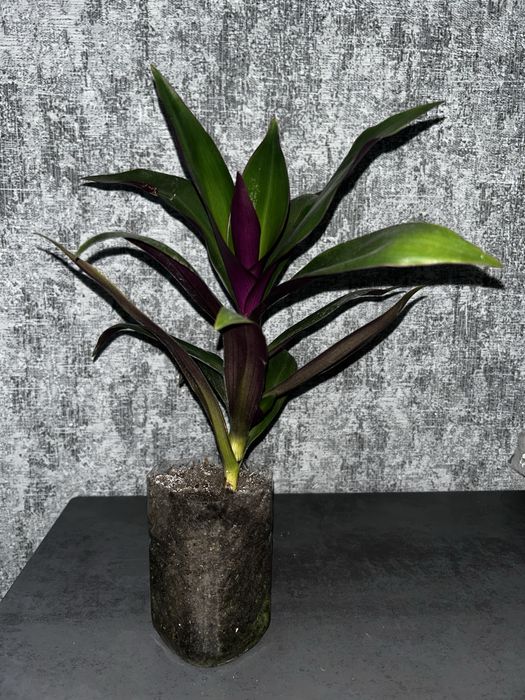 Кактус опунція вазон, традесканція