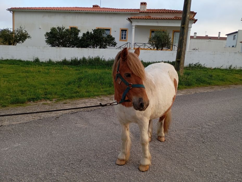 vendo pônei .     .