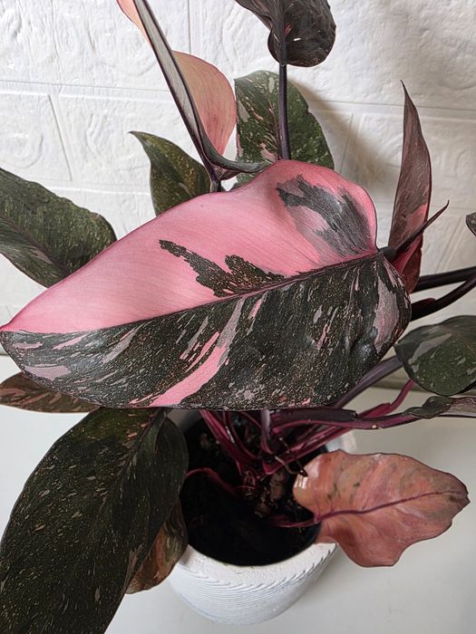 Philodendron Pink Princess Galaxy (Marble)