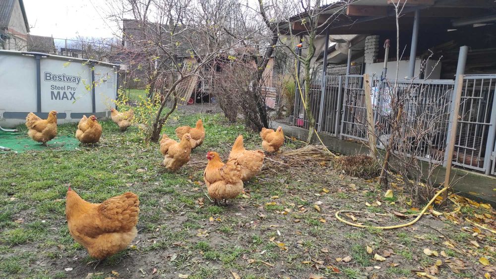 Продаж курей породи Орпінтон.