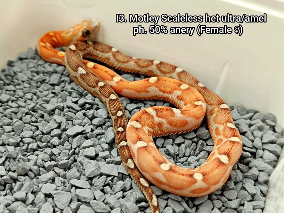 Wąż zbożowy / Motley "Scaled" Scaleless het ultra/amel, ph. 50% anery