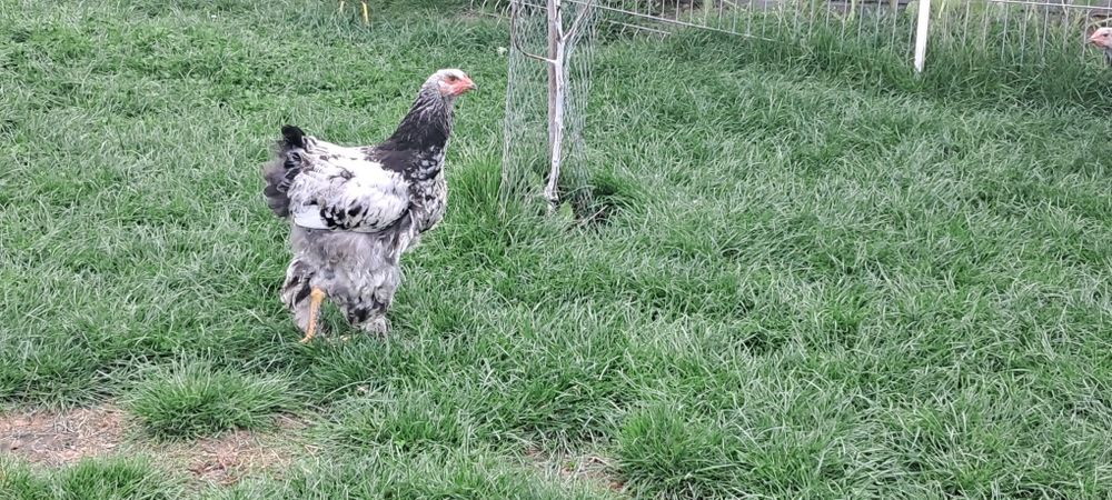 Brahma srebrna olbrzymia z 2026 r