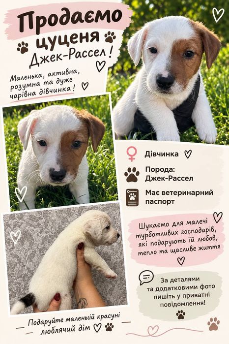 Продам  солоденьких  малюків Джек Рассела!
