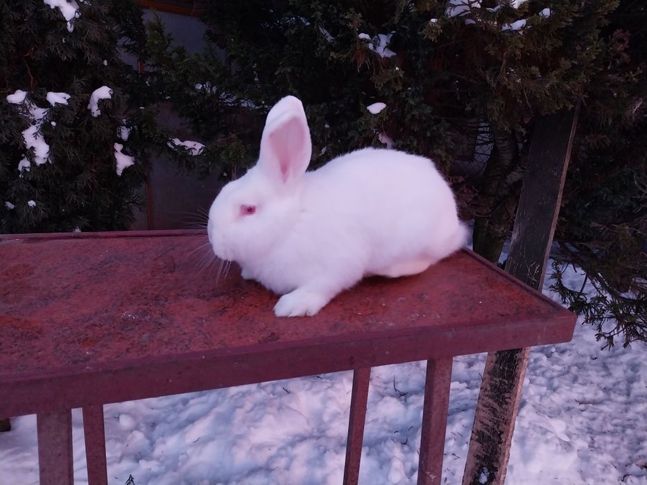 Króliki nowozelandzkie białe