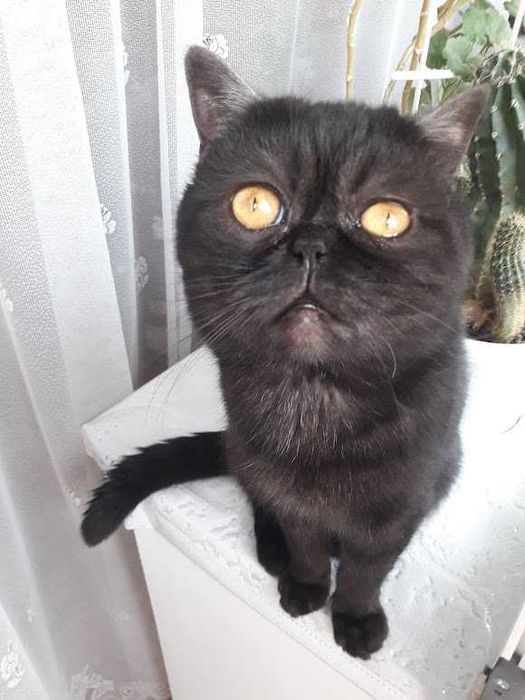 Вязка кот шотландский