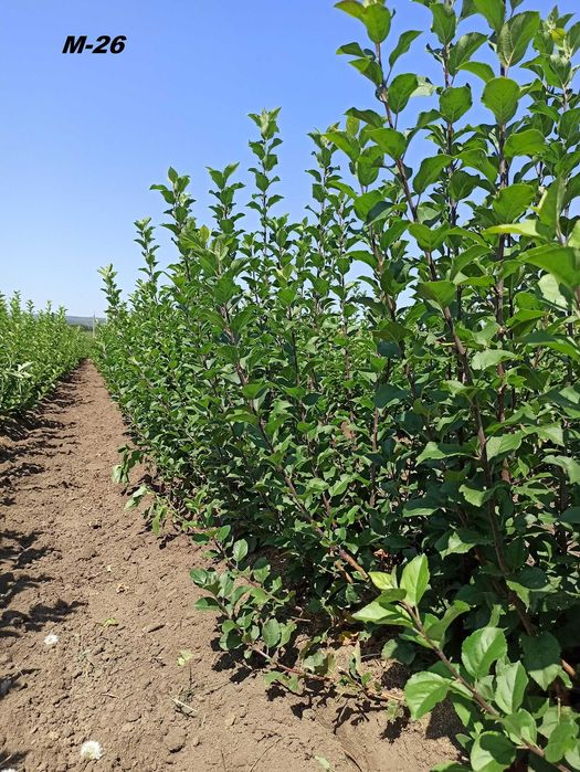 Підщепи М9, ММ106, М26, жерделя, алича, Кольт, Антипка