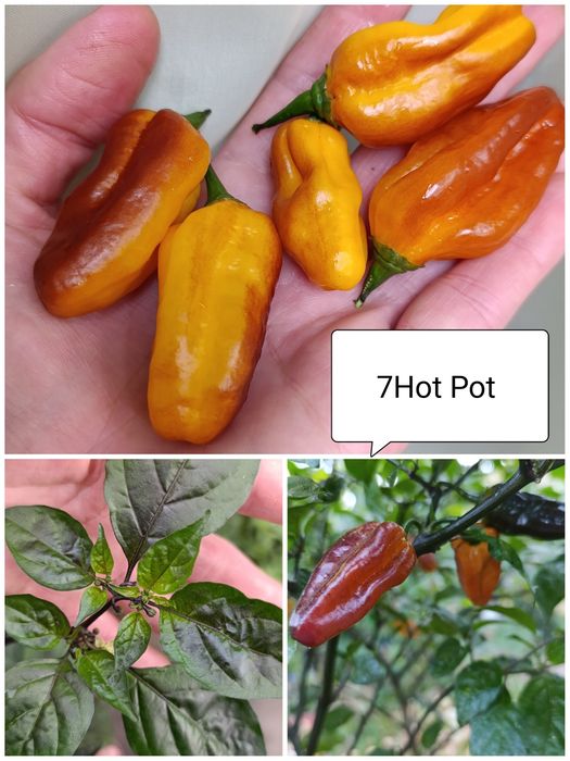 Перец Рокота, Хабанеро, Тай Дракон, гострий