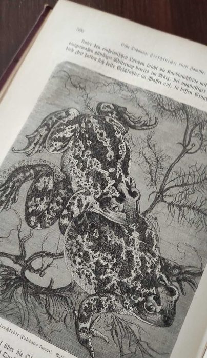 Stara niemiecka książka z 1878 r Brehms Thierleben